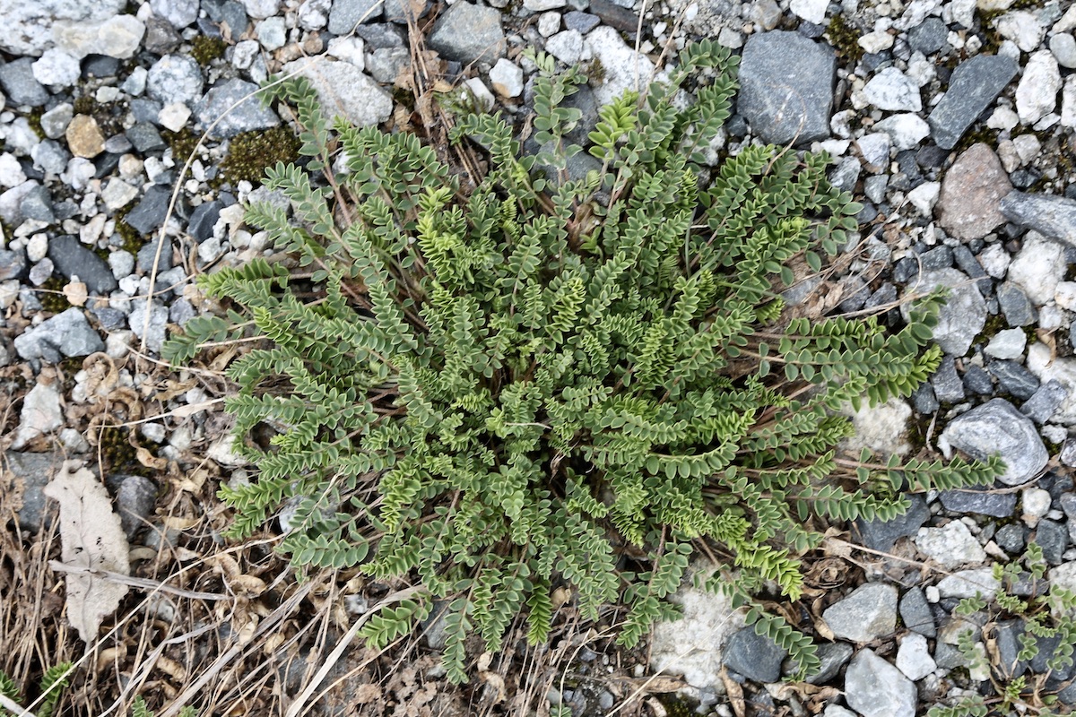 Image of Astragalus captiosus specimen.