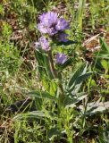 Campanula glomerata. Цветущее низкорослое бледноцветковое растение. Ленинградская обл., Лужский р-н, окр. дер. Кемка, пойменный луг на высокой сухой гриве. 13.06.2024.