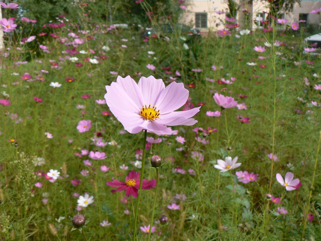 Image of Cosmos bipinnatus specimen.
