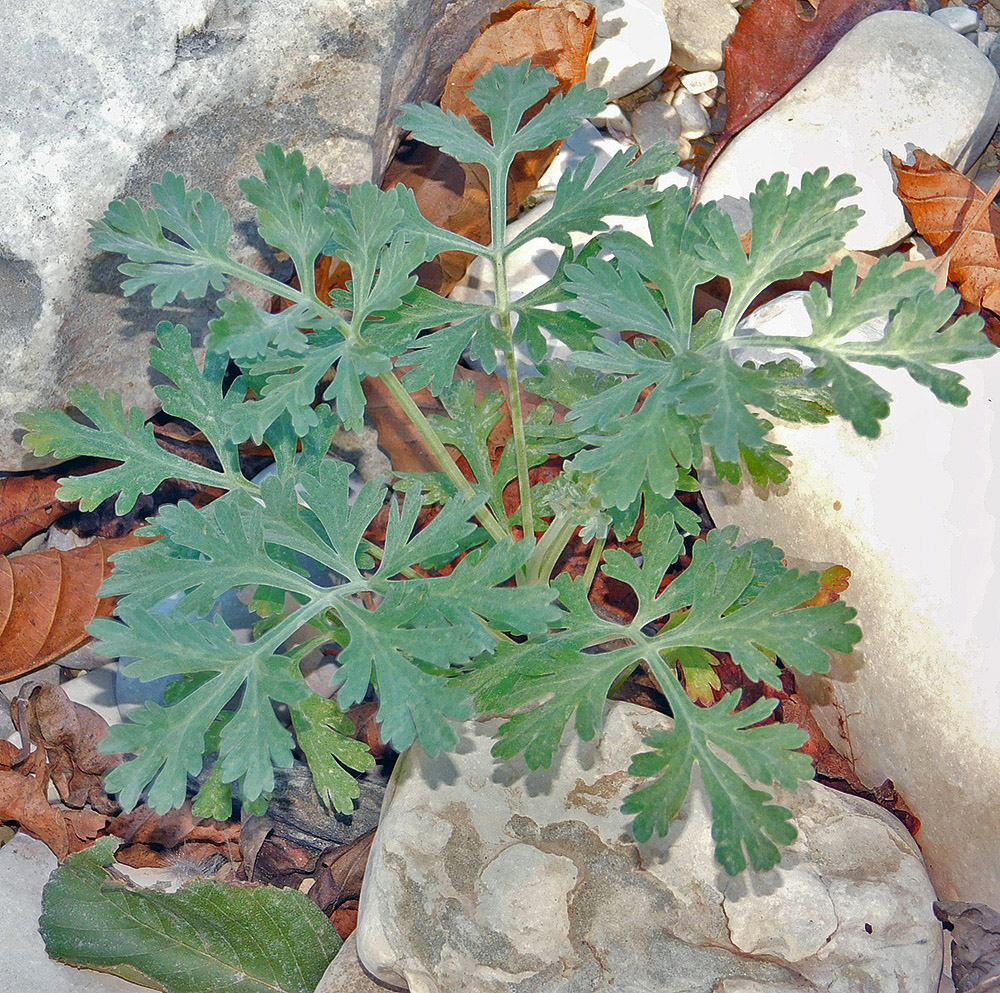 Изображение особи Artemisia absinthium.
