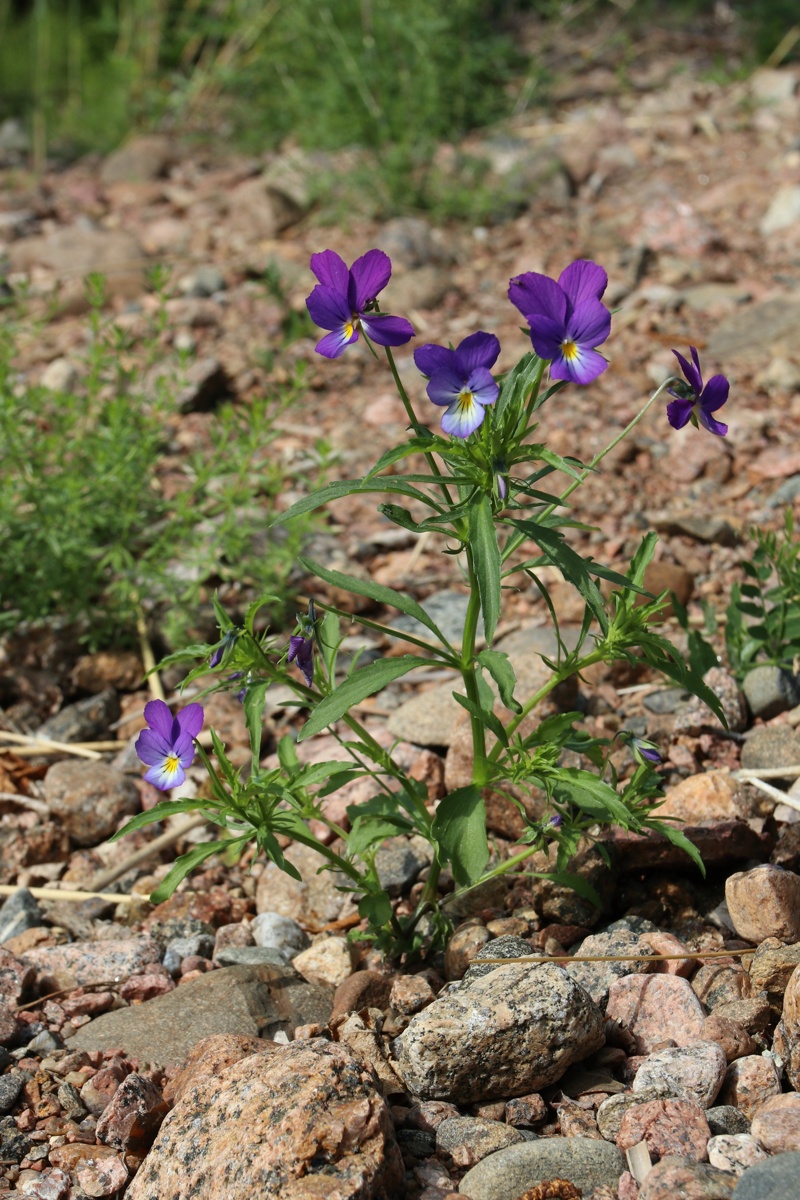 Изображение особи Viola maritima.