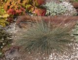 Festuca arvernensis
