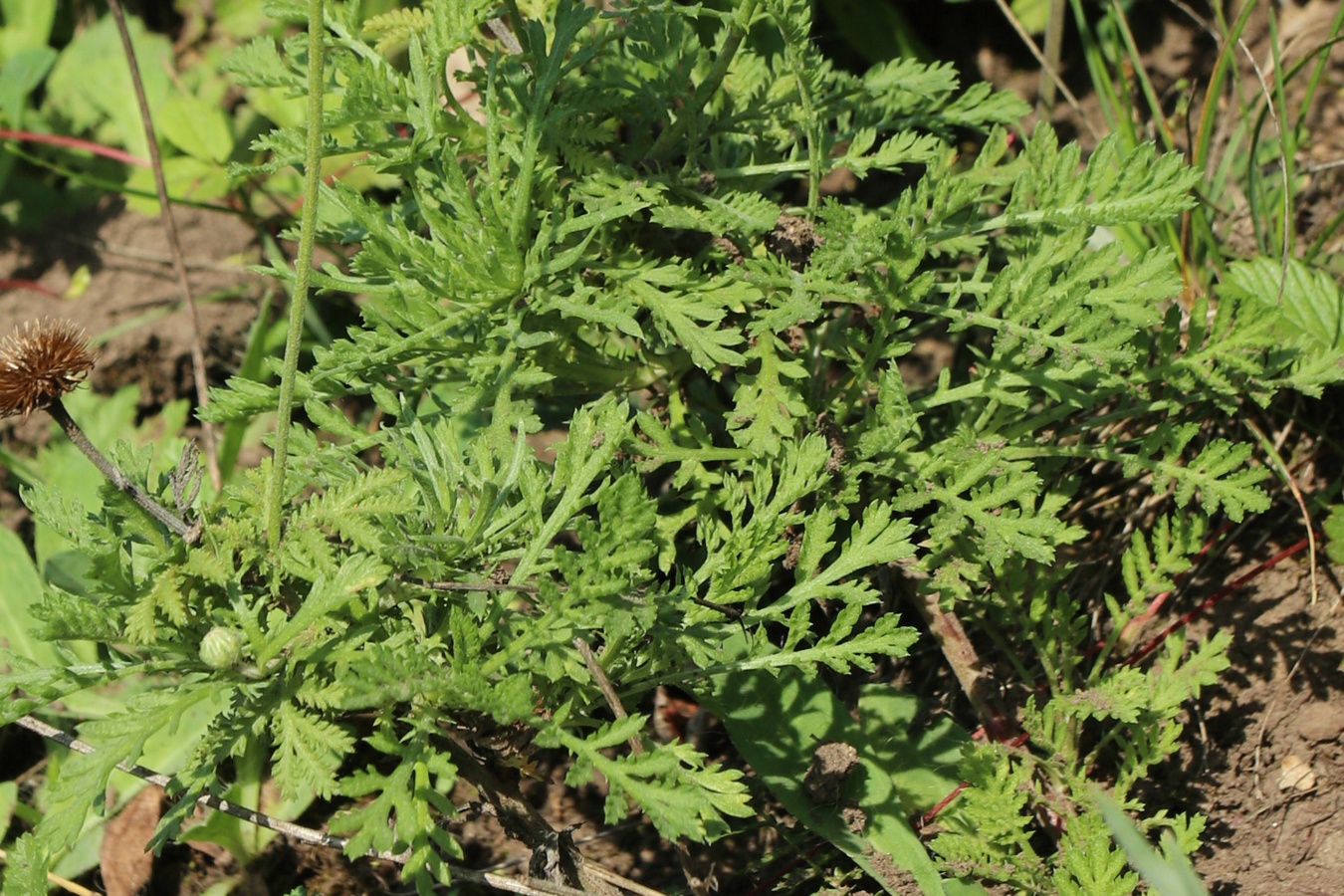 Изображение особи Anthemis tinctoria.