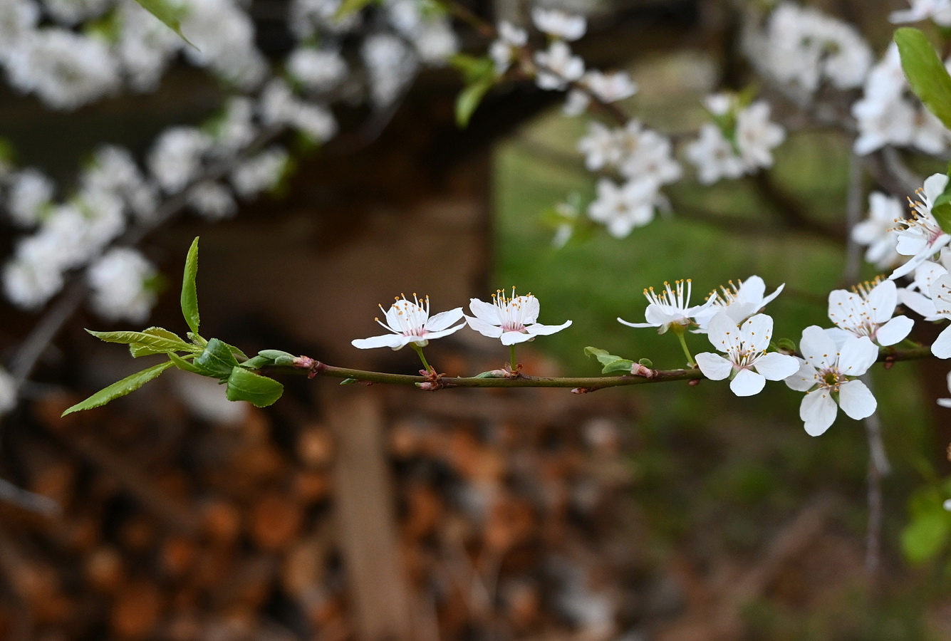 Image of Prunus cerasifera specimen.