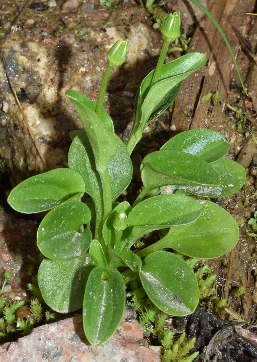 Image of Parnassia laxmannii specimen.