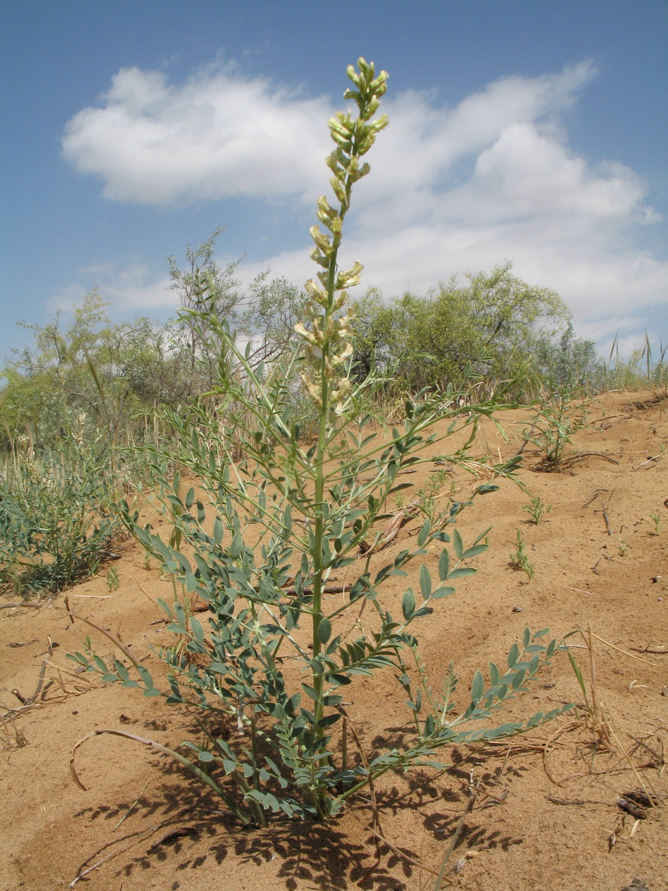 Image of Goebelia pachycarpa specimen.