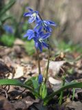 Scilla siberica
