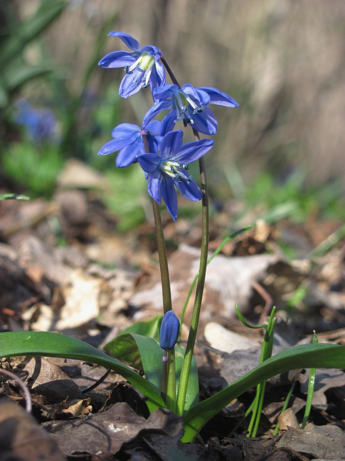 Изображение особи Scilla siberica.