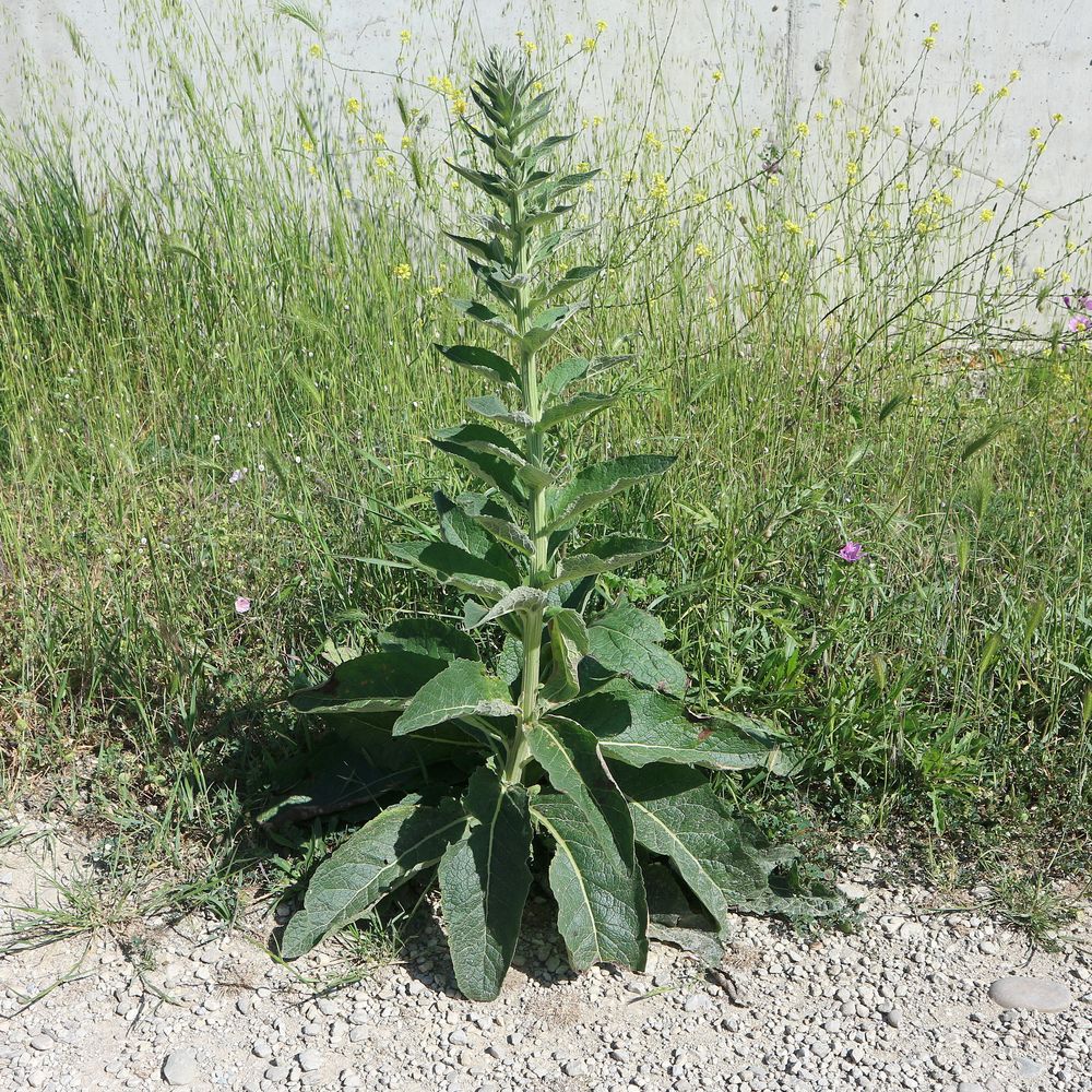 Image of Verbascum lychnitis specimen.