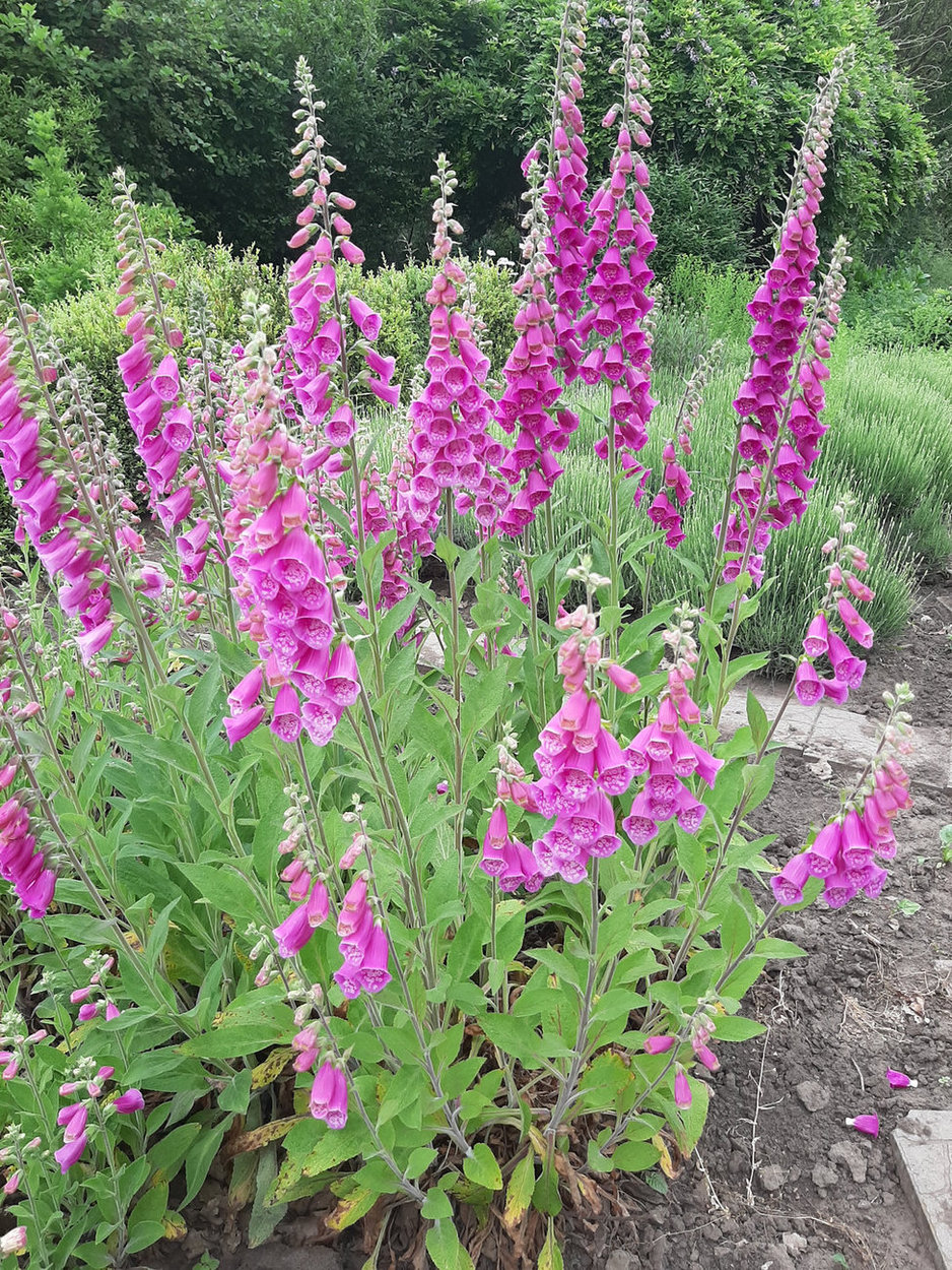Image of Digitalis purpurea specimen.