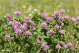 Trifolium pratense