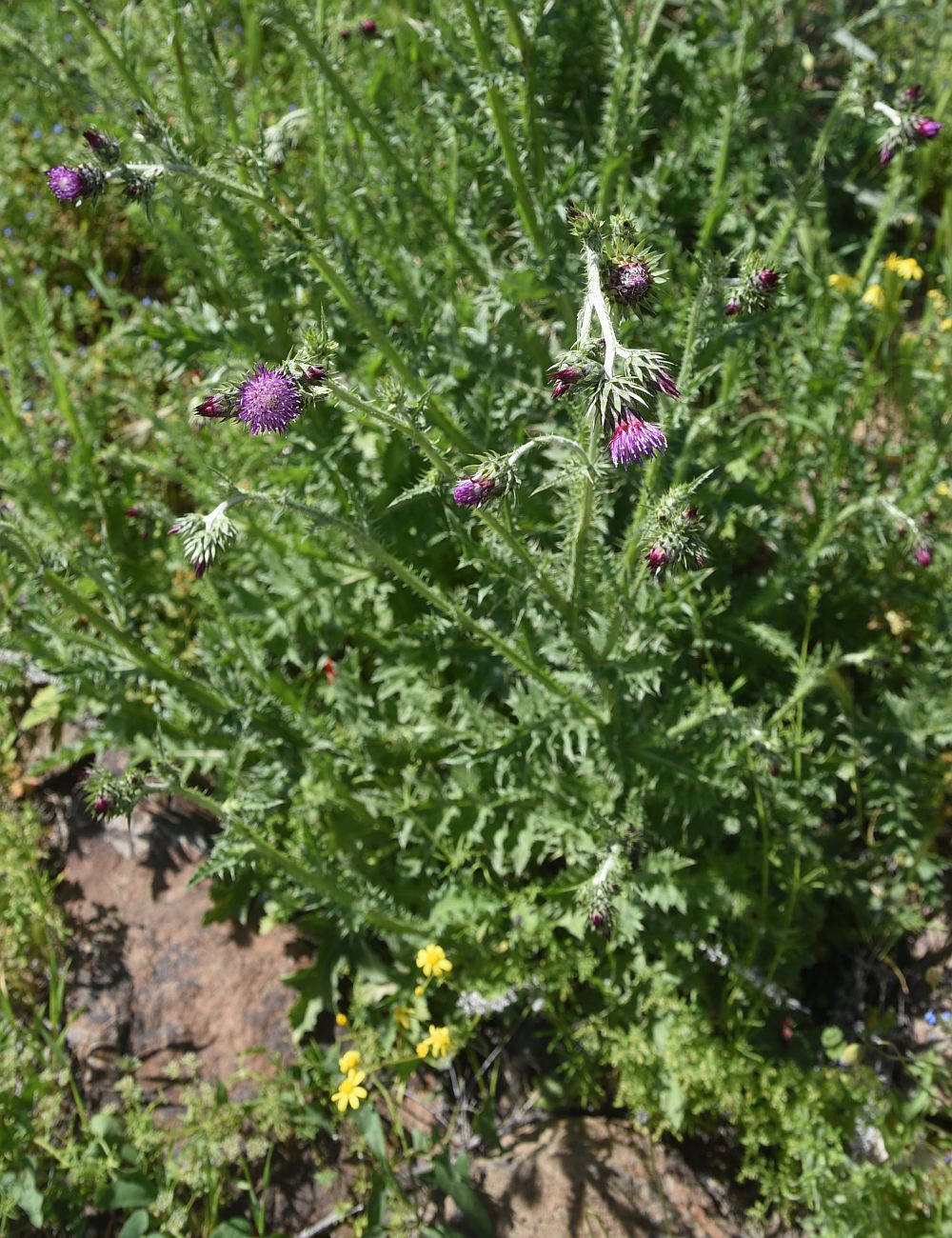 Image of genus Carduus specimen.