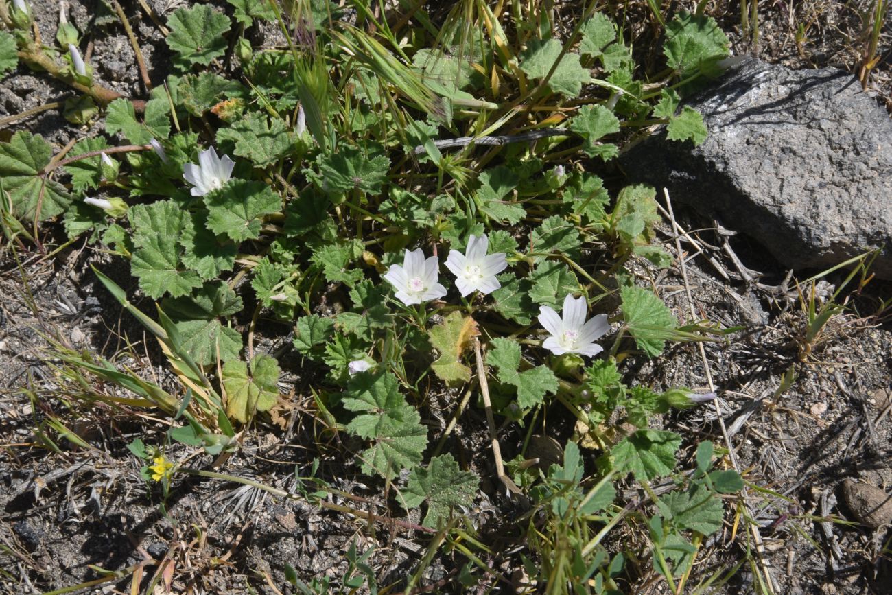 Image of Malva neglecta specimen.
