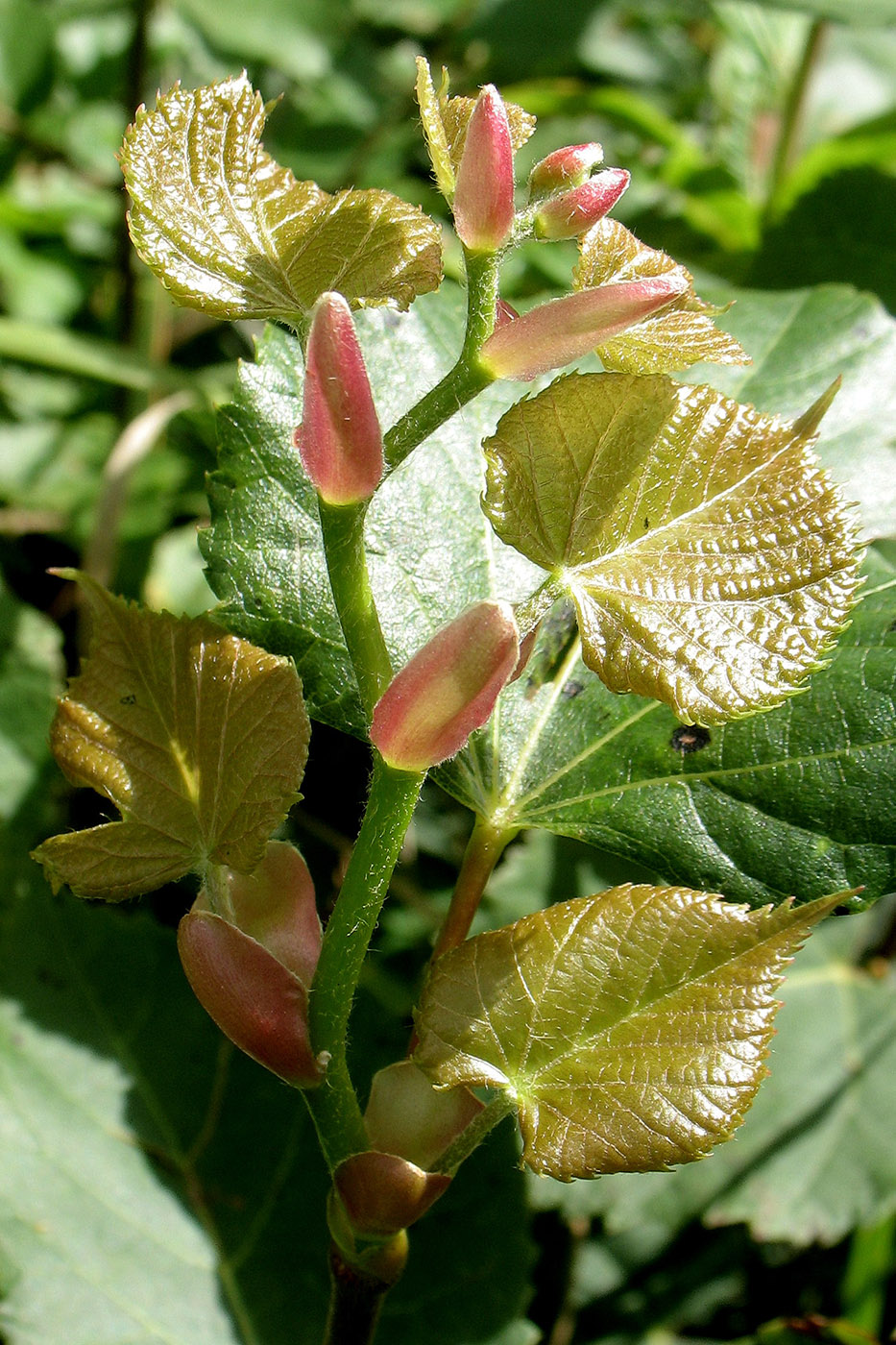 Image of Tilia cordata specimen.