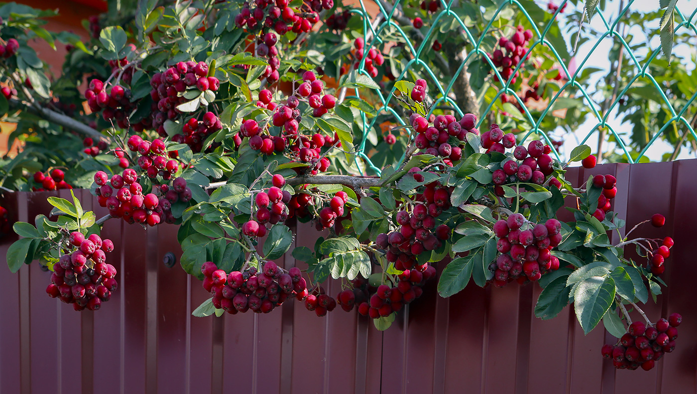Изображение особи &times; Crataegosorbus miczurinii.