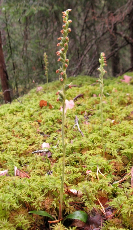 Image of Goodyera repens specimen.