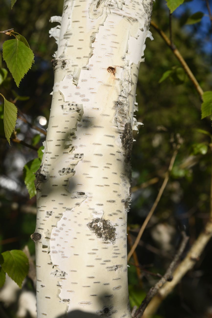 Image of Betula pendula specimen.