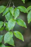 Cornus mas. Ветвь с листьями. Краснодарский край, Пшадский сельский округ, окр. с. Криница, ущ. Грекова щель, смешанный лес, у ручья. 08.07.2025.