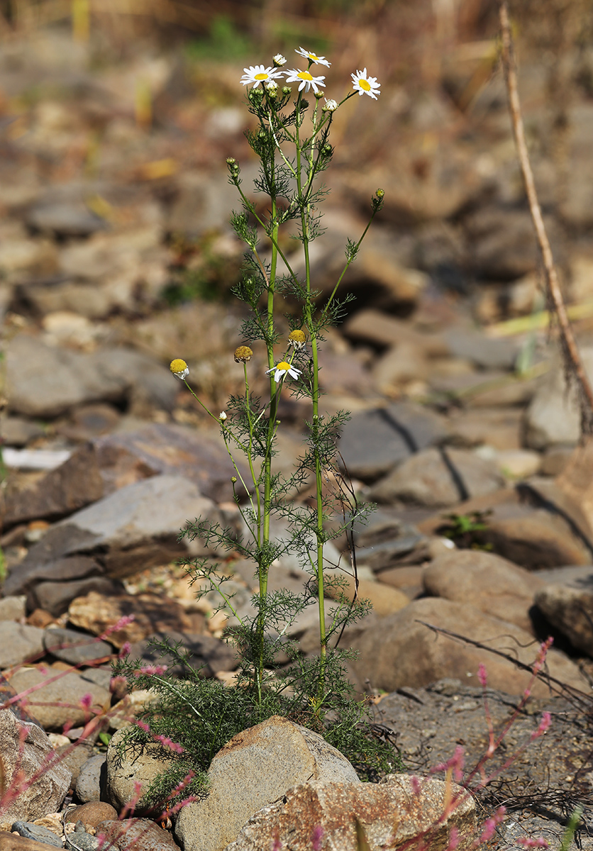 Изображение особи Tripleurospermum inodorum.