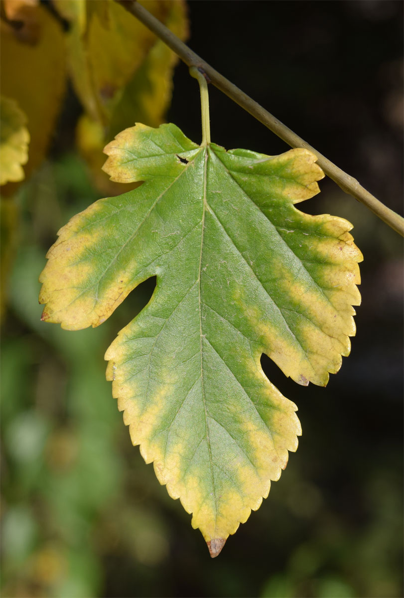 Изображение особи Morus alba.