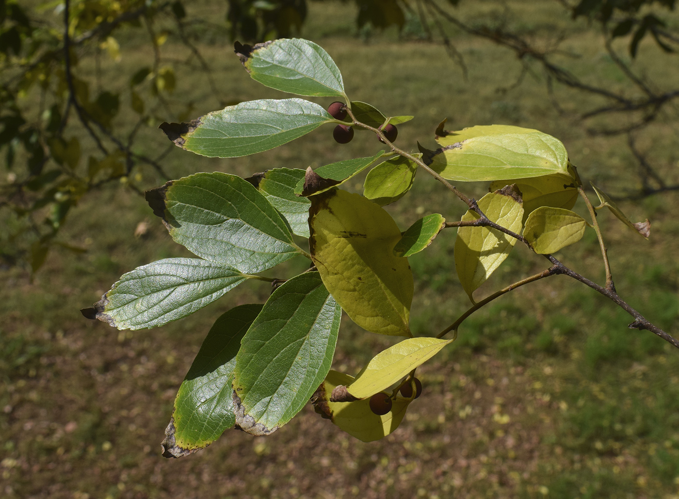 Изображение особи Celtis sinensis.
