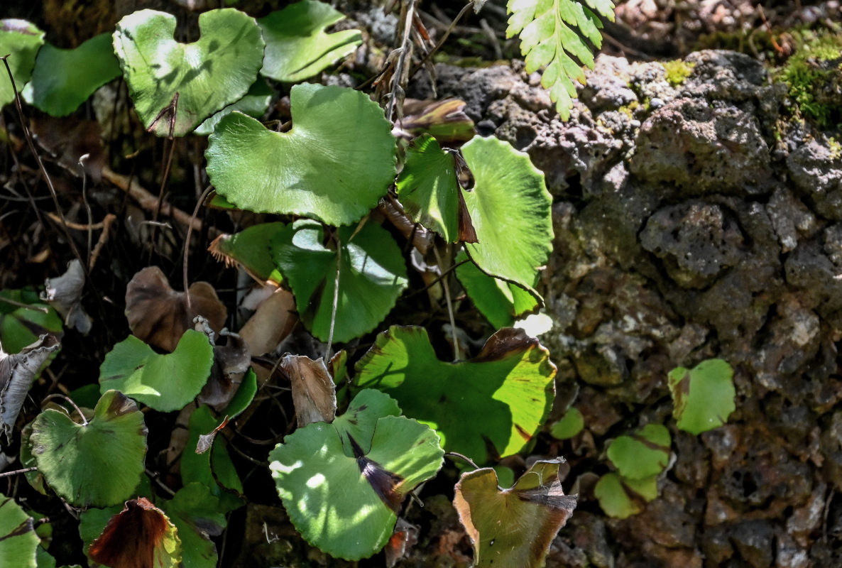 Изображение особи Adiantum reniforme.
