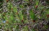 Смотреть изображение Pinus nigra