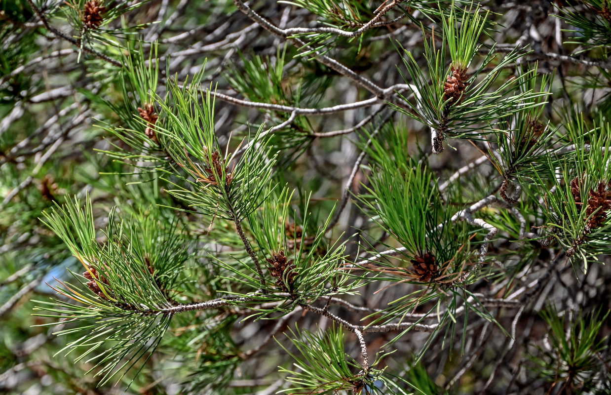Изображение особи Pinus nigra.