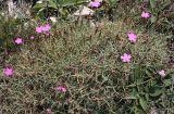 Dianthus acantholimonoides