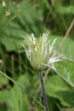 Clematis integrifolia