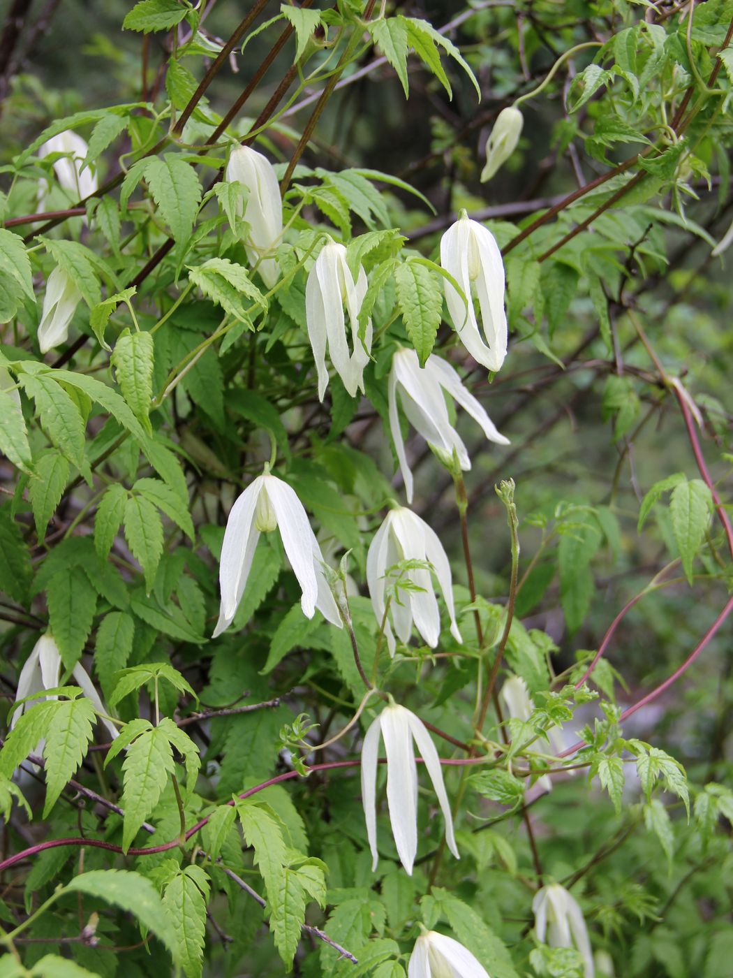 Image of Atragene sibirica specimen.