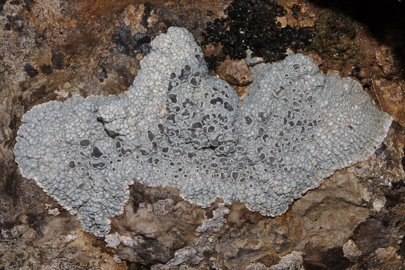 Изображение особи Xalocoa ocellata.