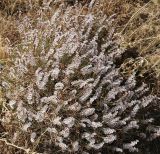 genus Acantholimon. Плодоносящее растение. Азербайджан, Нахчыван, Ордубадский р-н, окр. с. Нюргют, близ оз. Гек-гель, альпийский луг. 16.08.2021.