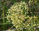 Trinia multicaulis. Часть соцветия отцветающего растения с тычиночными цветками. Ульяновская обл., Мелекесский р-н, окр пос. Вишенка, Медвежий овраг, ковыльно-разнотравная степь на склоне. 06.06.2024.