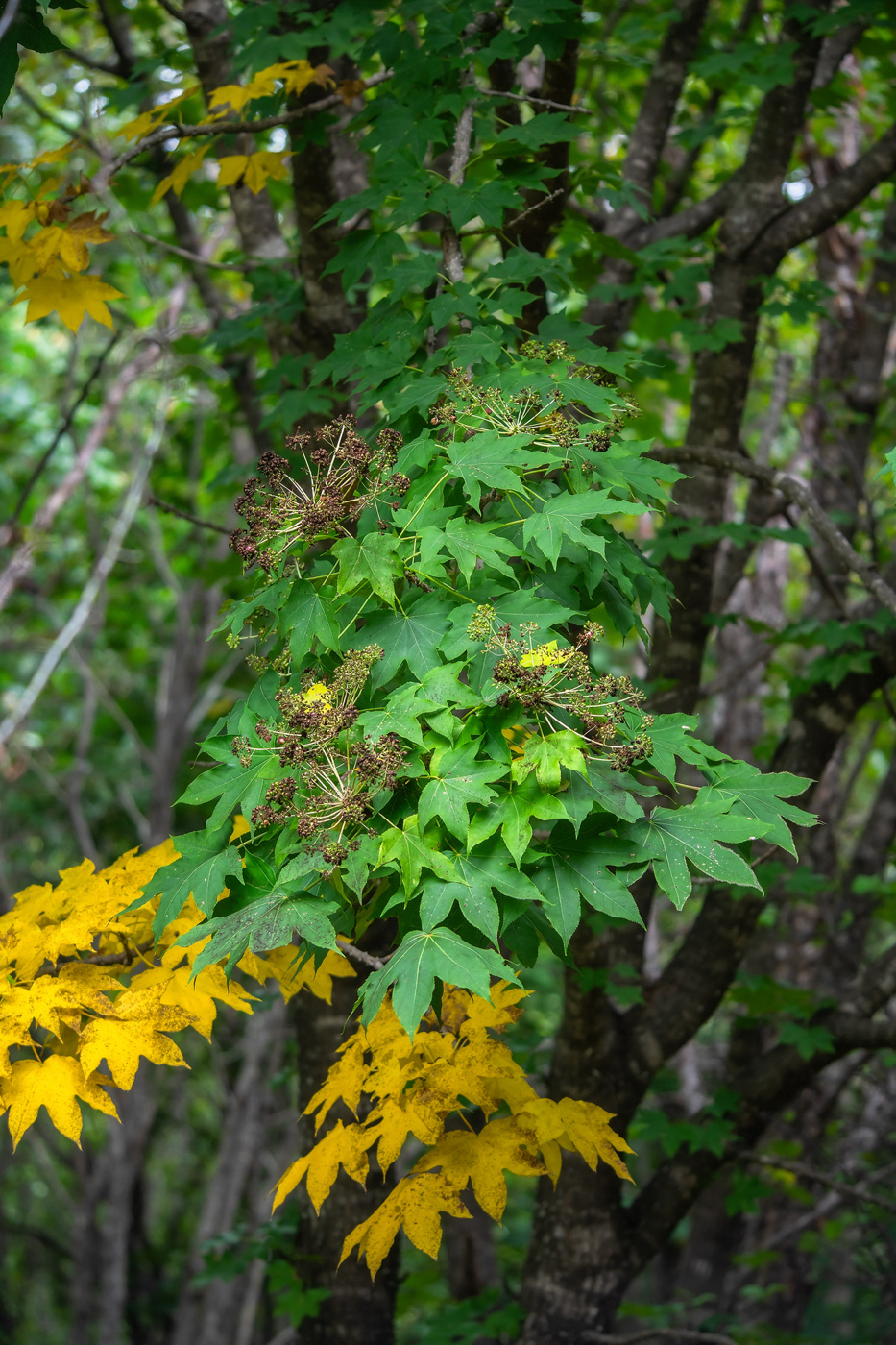 Image of Kalopanax septemlobus specimen.