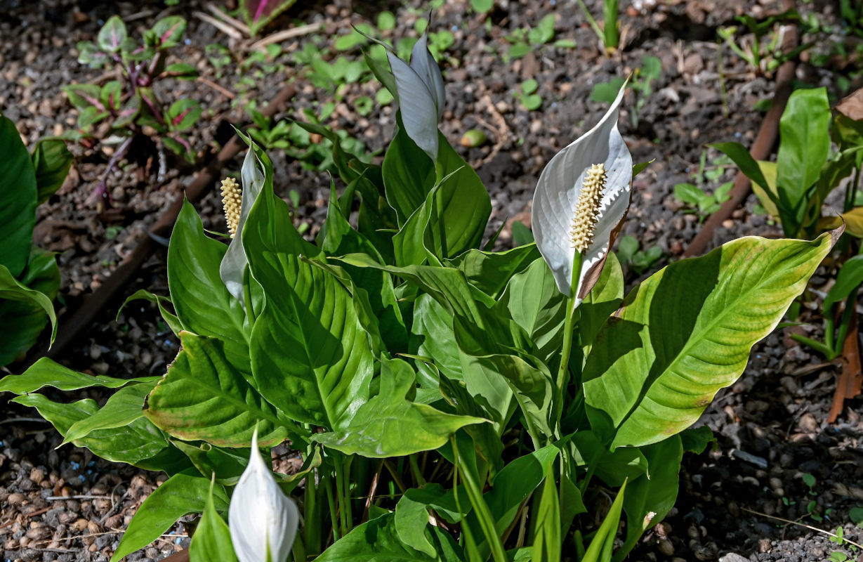Изображение особи Spathiphyllum wallisii.