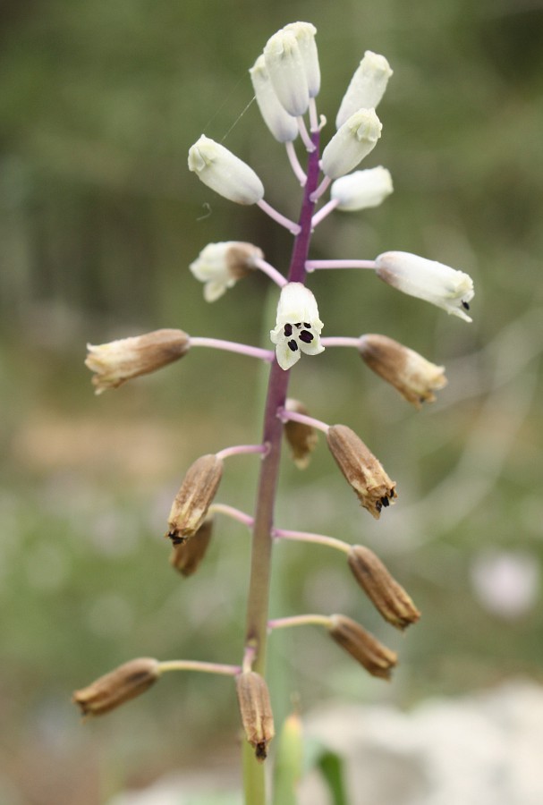 Image of Bellevalia flexuosa specimen.
