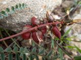 Astragalus suprapilosus. Соплодие и части листьев. Крым, окр. г. Судак, западный склон горы Ай-Георгий, каменистый склон. 25.04.2025.