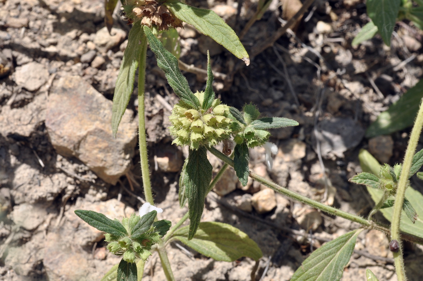 Image of genus Leucas specimen.