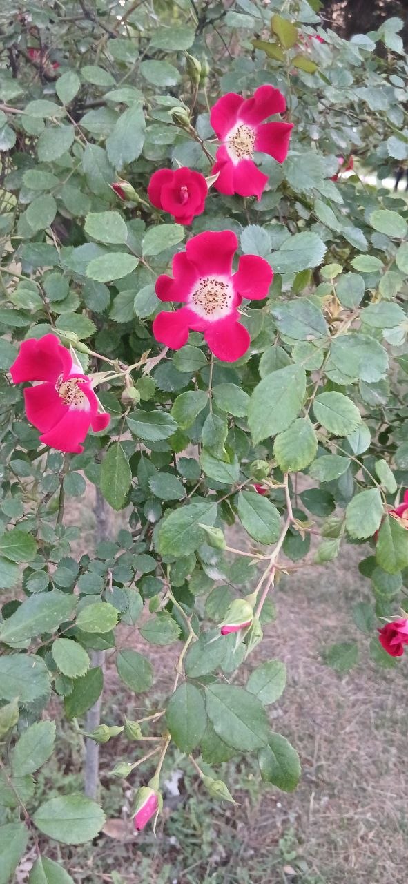 Image of Rosa moyesii specimen.