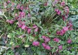 Helleborus orientalis. Куртина цветущих растений. Москва, филиал Ботсада МГУ \"Аптекарский огород\", теневой сад, в культуре. 30.04.2026.