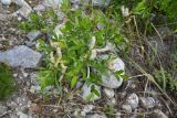 род Salix