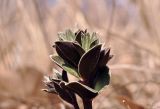 Gentiana zollingeri. Верхушка растения с развивающимися соцветиями. Приморский край, Уссурийский гор. округ, окр. с. Монакино, опушка широколиственного леса на небольшой сопке. 18.04.2026.