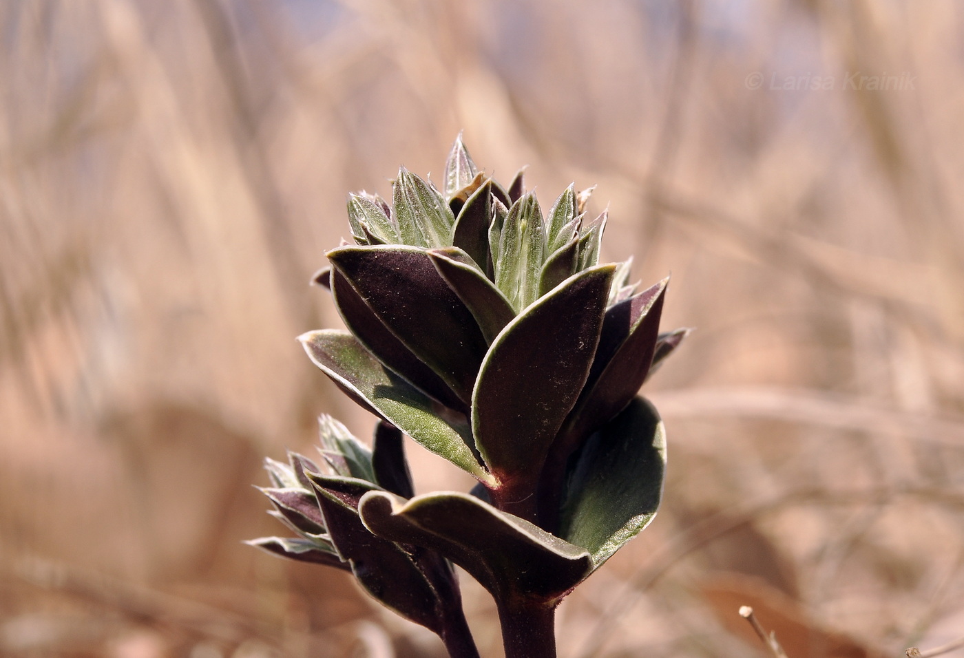Изображение особи Gentiana zollingeri.