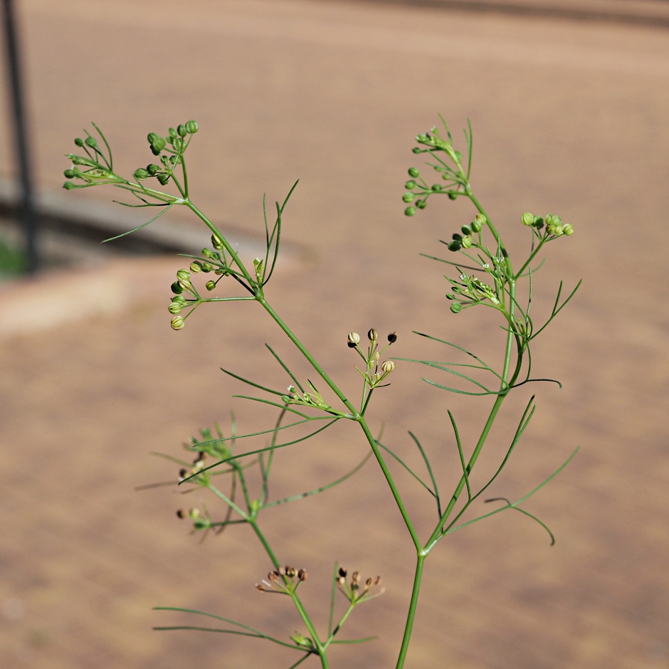 Image of Cyclospermum leptophyllum specimen.