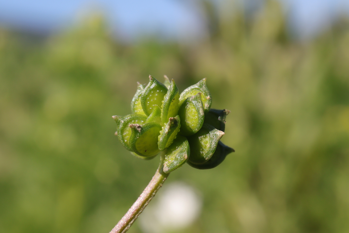 Image of Ranunculus muricatus specimen.