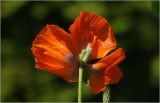 Papaver setiferum. веток. Московская обл., Раменский р-н, окр. дер. Хрипань, садовый участок. 14.06.2026.