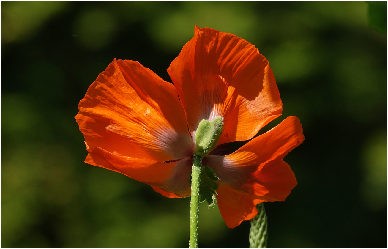 Image of Papaver setiferum specimen.