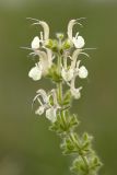 Salvia revelata