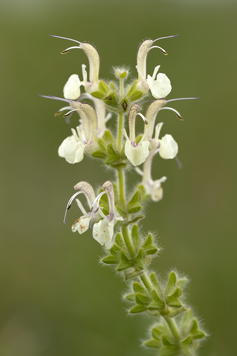 Image of Salvia revelata specimen.